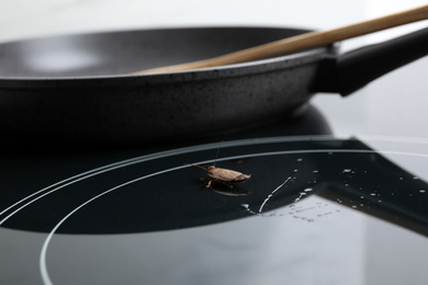 Photo of Cockroach on stove in kitchen. Pest control