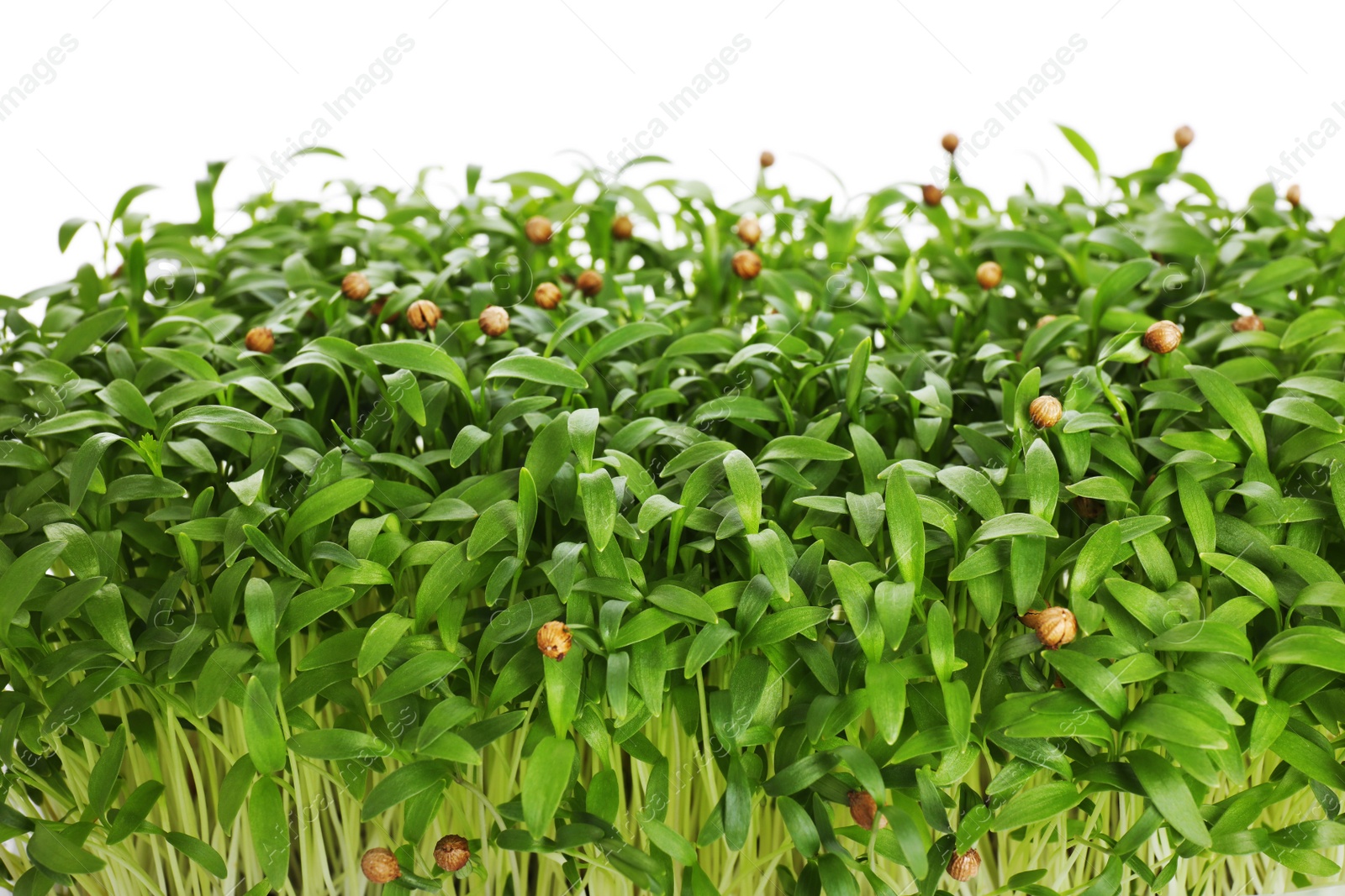 Photo of Fresh organic microgreen on white background, closeup