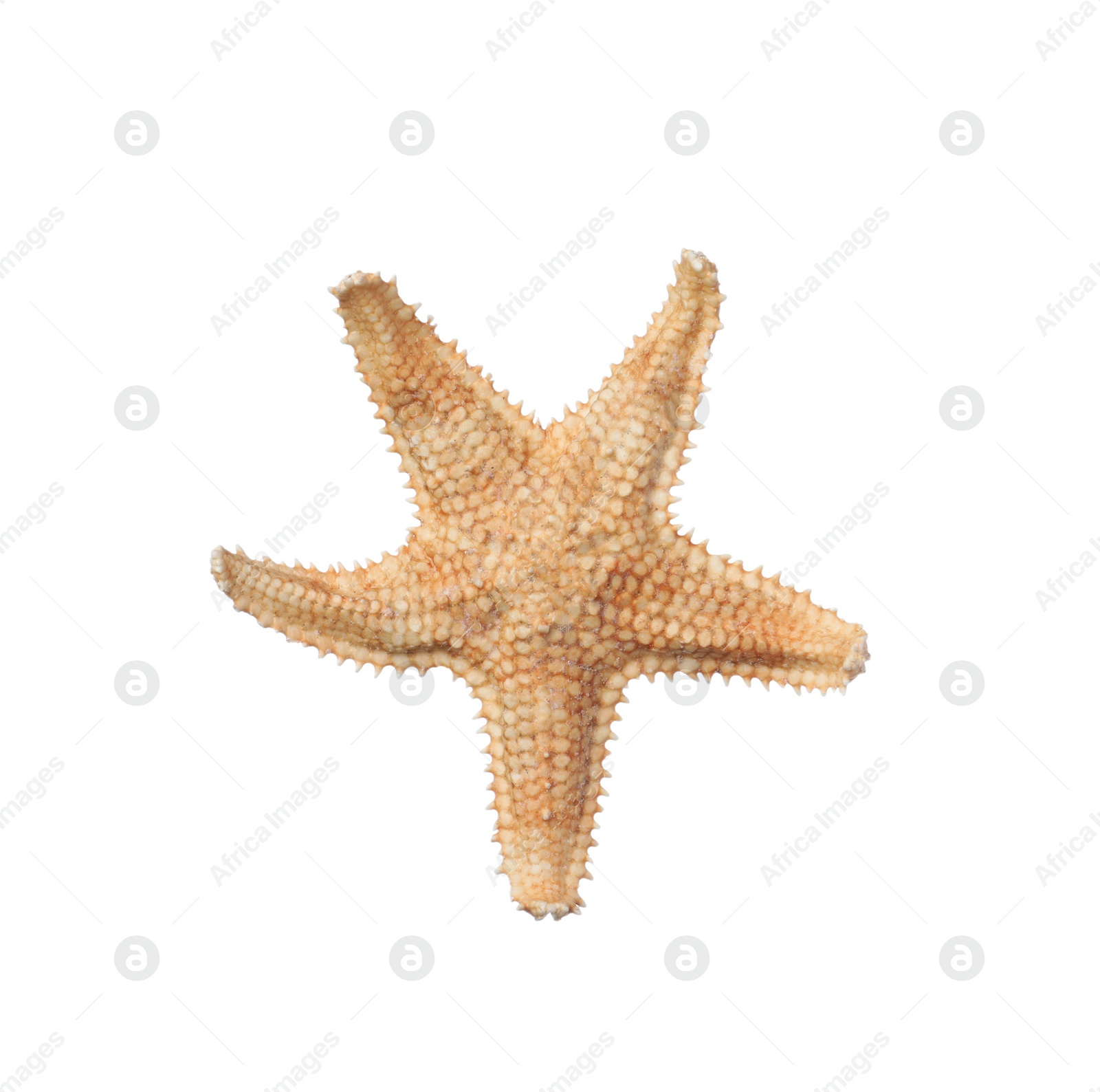 Photo of Beautiful sea star isolated on white. Beach object