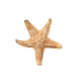 Photo of Beautiful sea star isolated on white. Beach object