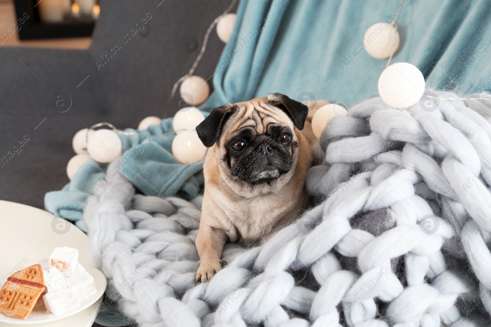 Photo of Cute pug dog with blankets on sofa at home. Warm and cozy winter