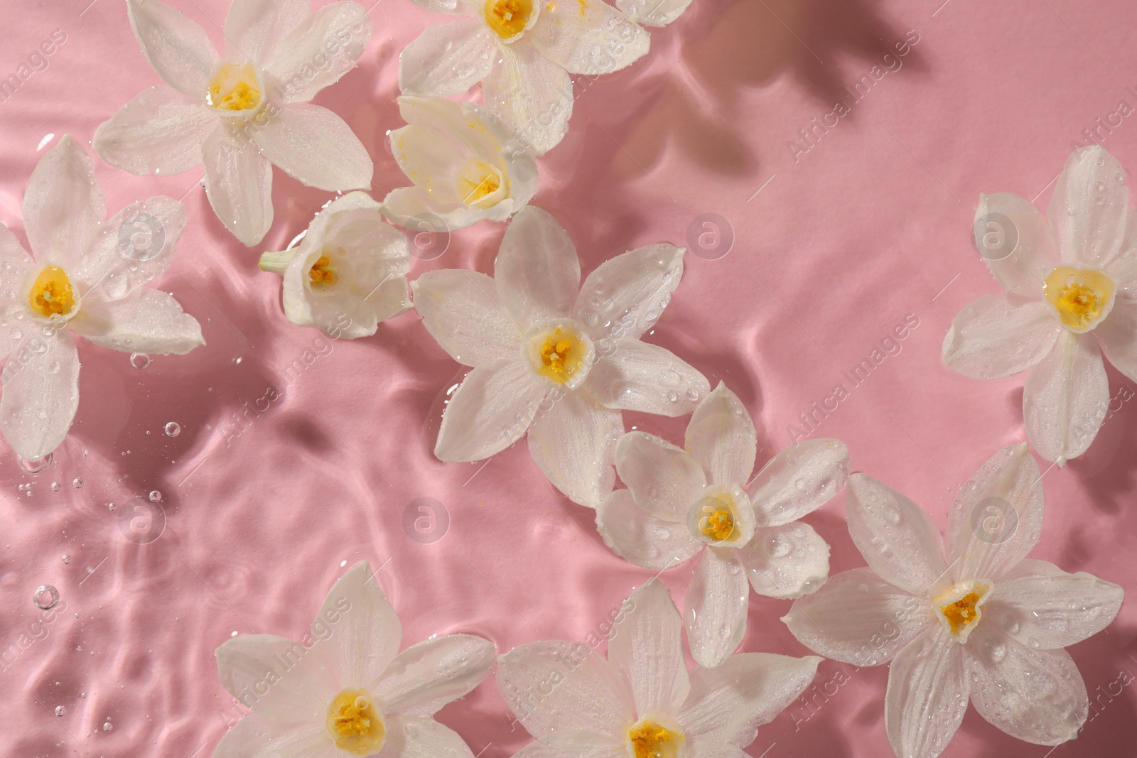 Photo of Beautiful daffodils in water on pink background, top view