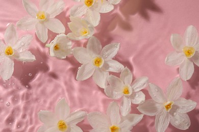 Photo of Beautiful daffodils in water on pink background, top view