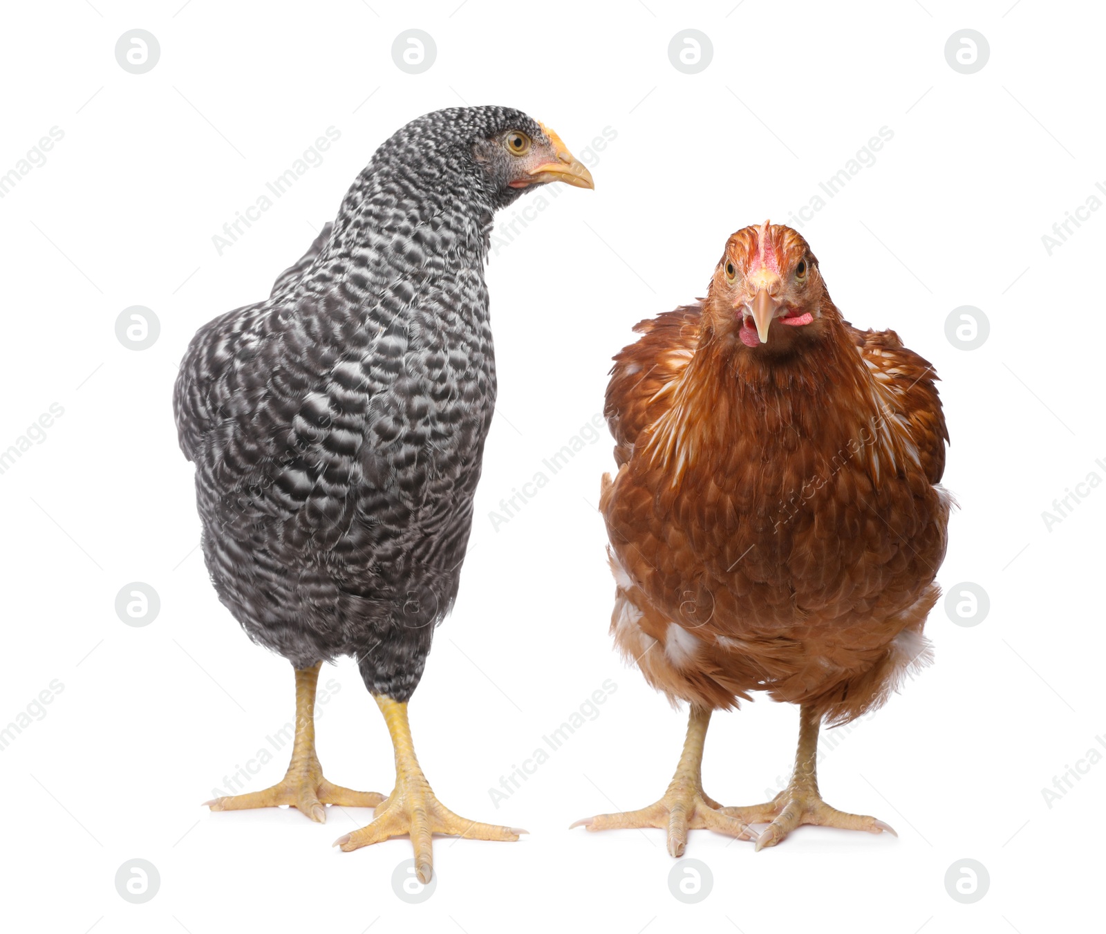 Photo of Two different beautiful chickens on white background. Domestic animals