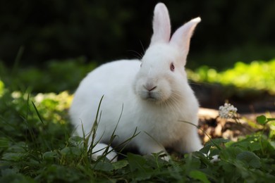Cute white rabbit near tree stump on green grass outdoors
