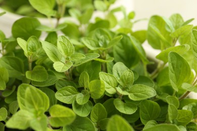 Aromatic green oregano on light background, closeup