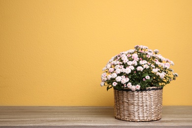 Basket with fresh chrysanthemum flowers on wooden table against yellow background. Space for text