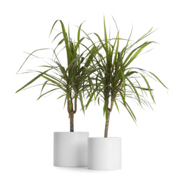 Photo of Pots with Dracaena plants isolated on white. Home decor