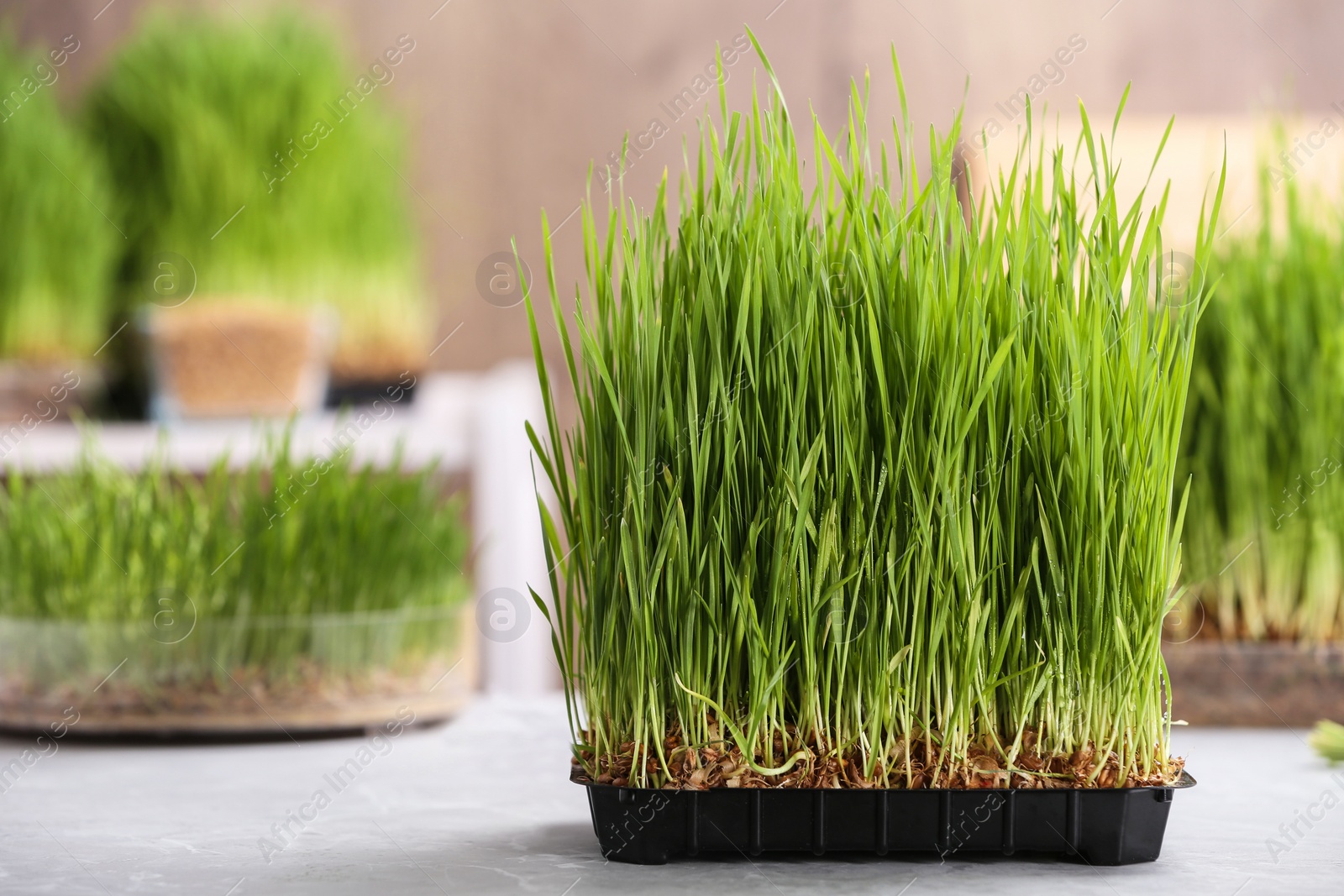 Photo of Container with sprouted wheat grass on table. Space for text