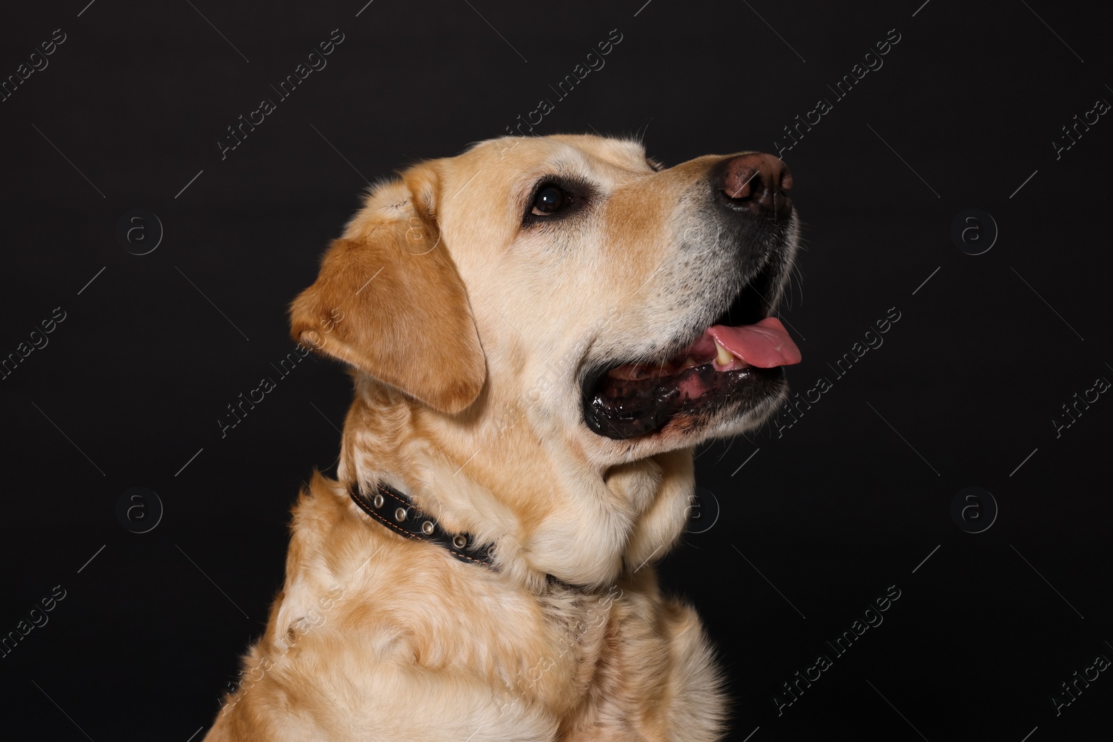 Photo of Cute Labrador Retriever in dog collar on black background