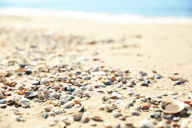 Beautiful shells on sandy beach near sea, closeup
