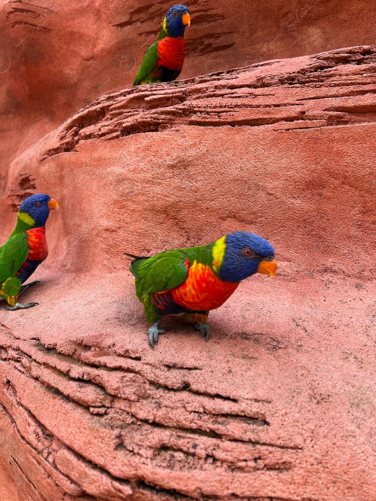 Photo of Beautiful rainbow lorikeet parrots on red rock outdoors