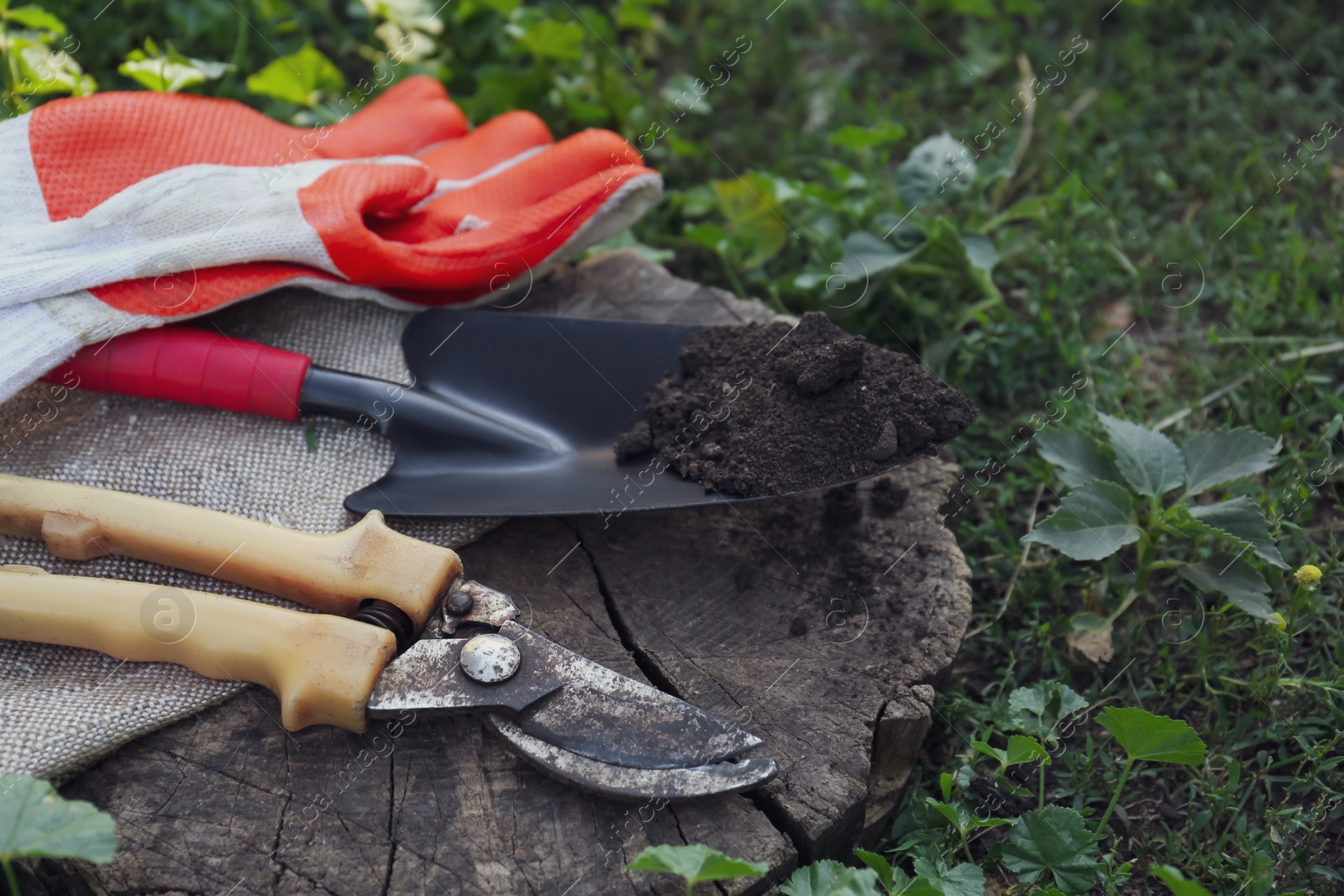 Photo of Old secateurs and other gardening tools on wooden stump among green grass, closeup