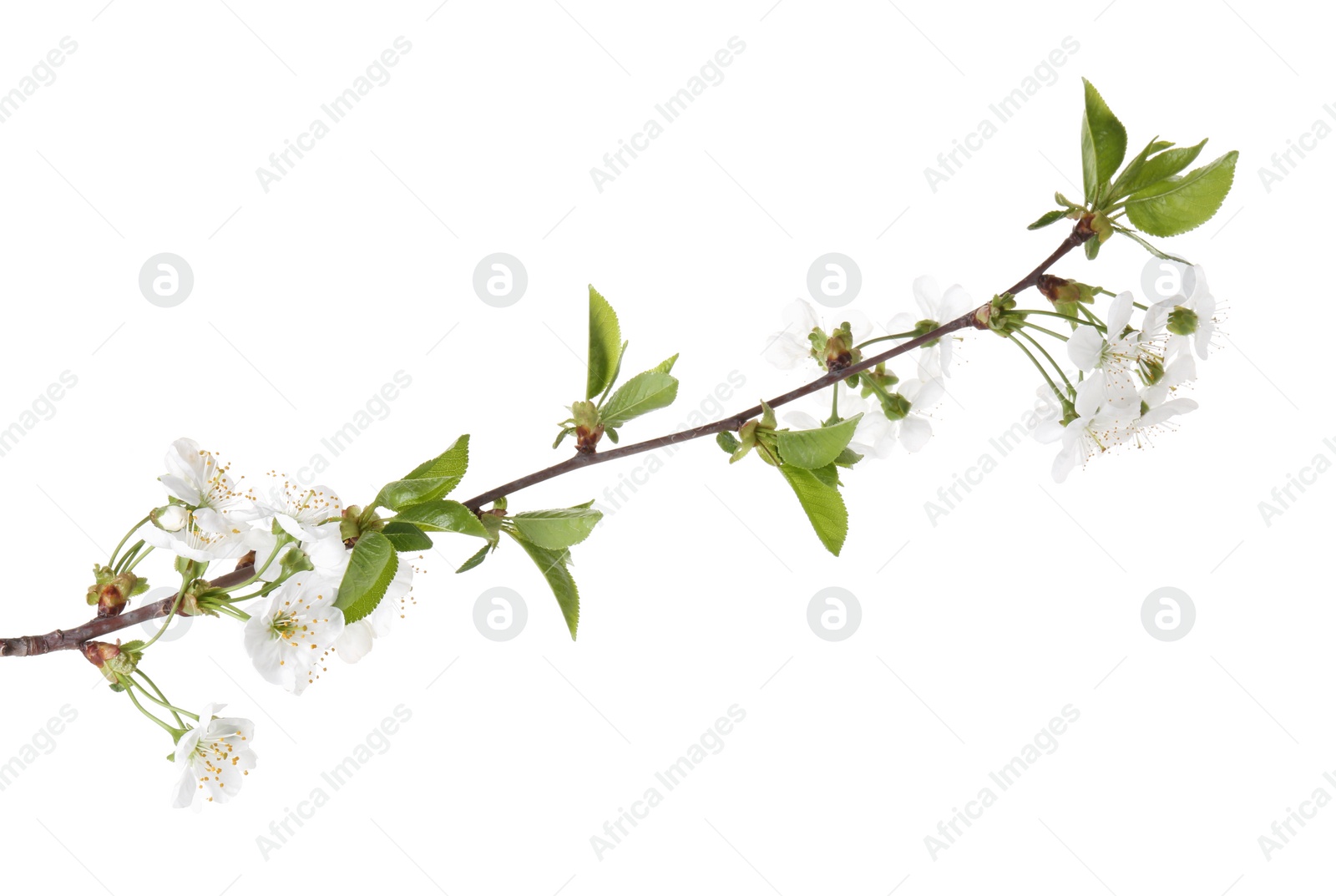 Photo of Spring branch with beautiful blossoms and leaves isolated on white