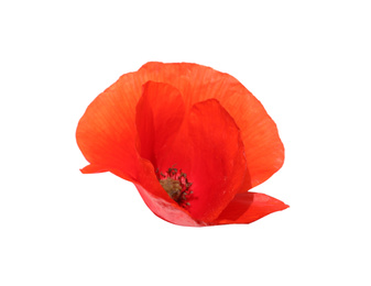 Beautiful red poppy flower isolated on white