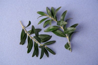 Photo of Olive twigs with fresh green leaves on violet background, flat lay