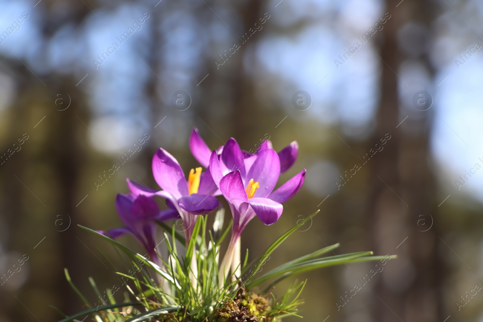 Photo of Fresh purple crocus flowers growing in spring forest