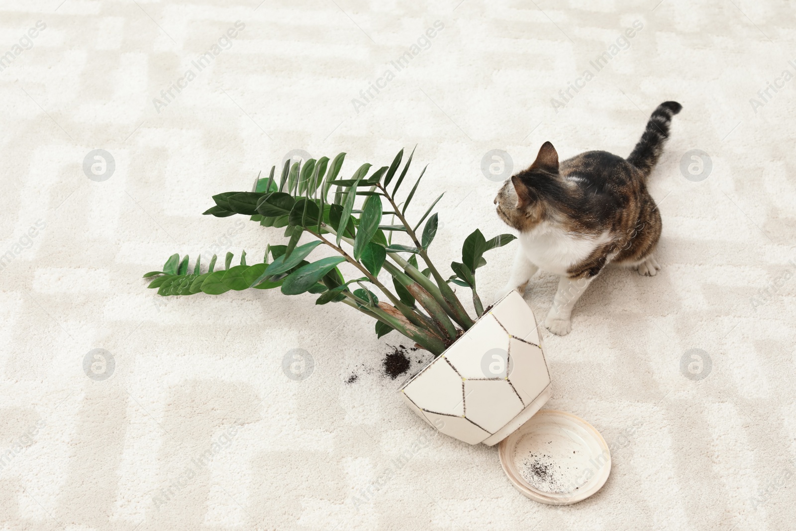 Photo of Cat near overturned houseplant on light carpet