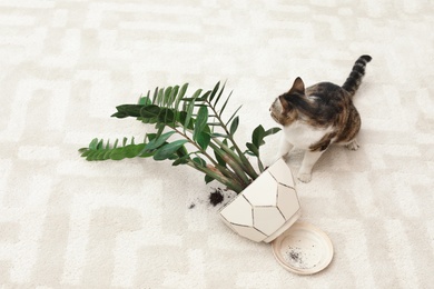 Cat near overturned houseplant on light carpet