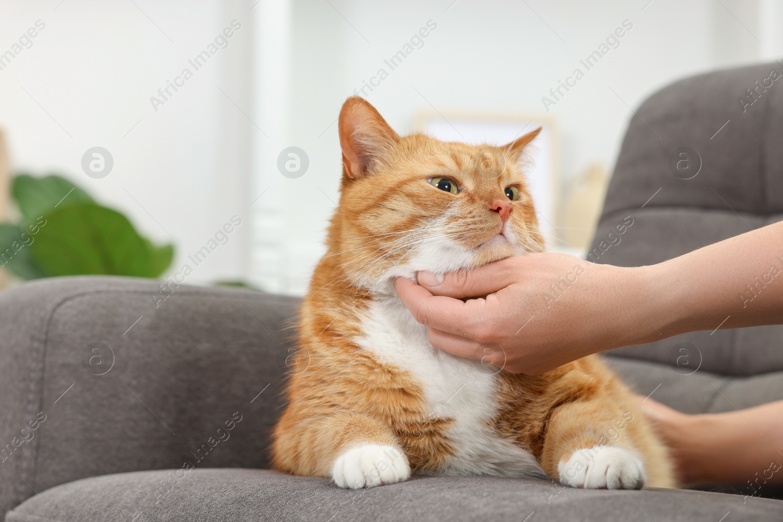 Photo of Woman petting cute ginger cat on armchair at home, closeup