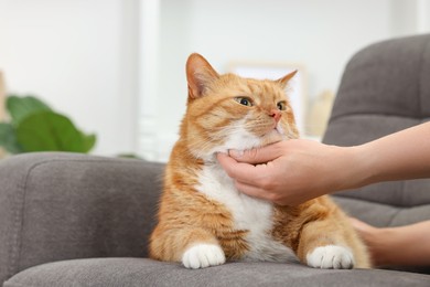 Photo of Woman petting cute ginger cat on armchair at home, closeup