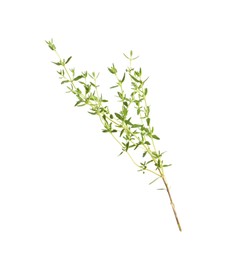 Aromatic thyme sprig on white background. Fresh herb