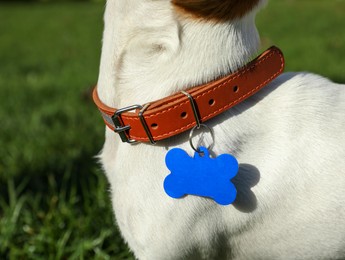 Photo of Dog in collar with metal tag on green grass outdoors, closeup