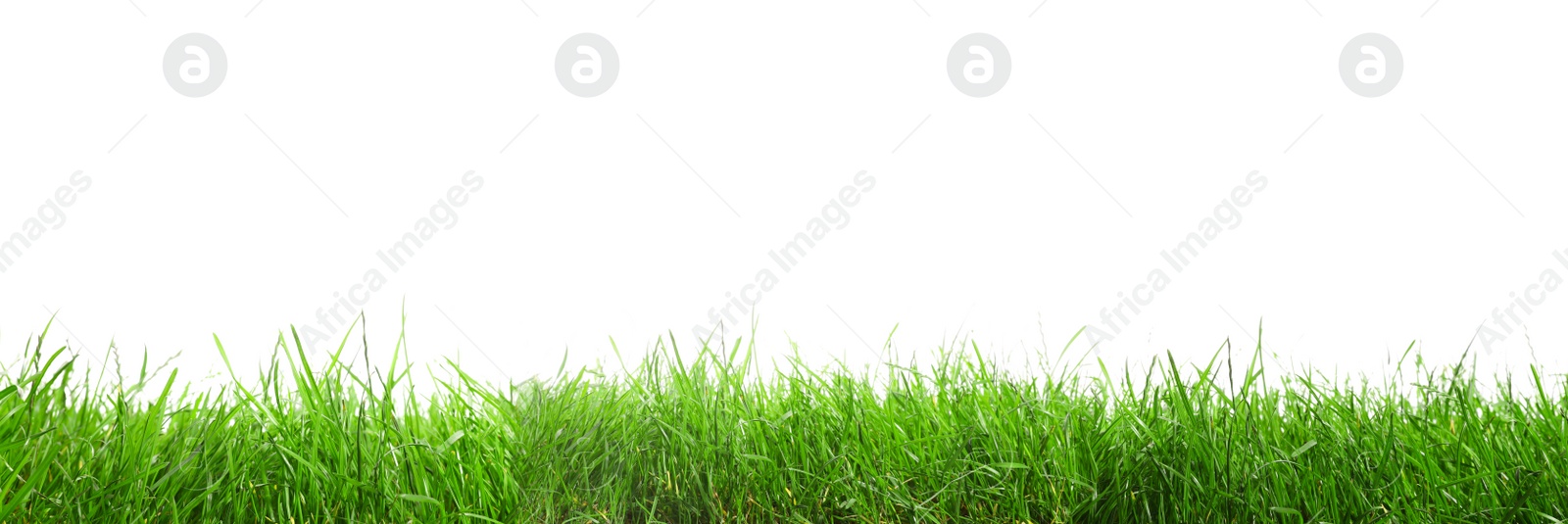 Image of Beautiful lush green grass on white background. Banner design