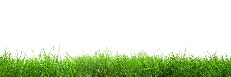 Image of Beautiful lush green grass on white background. Banner design