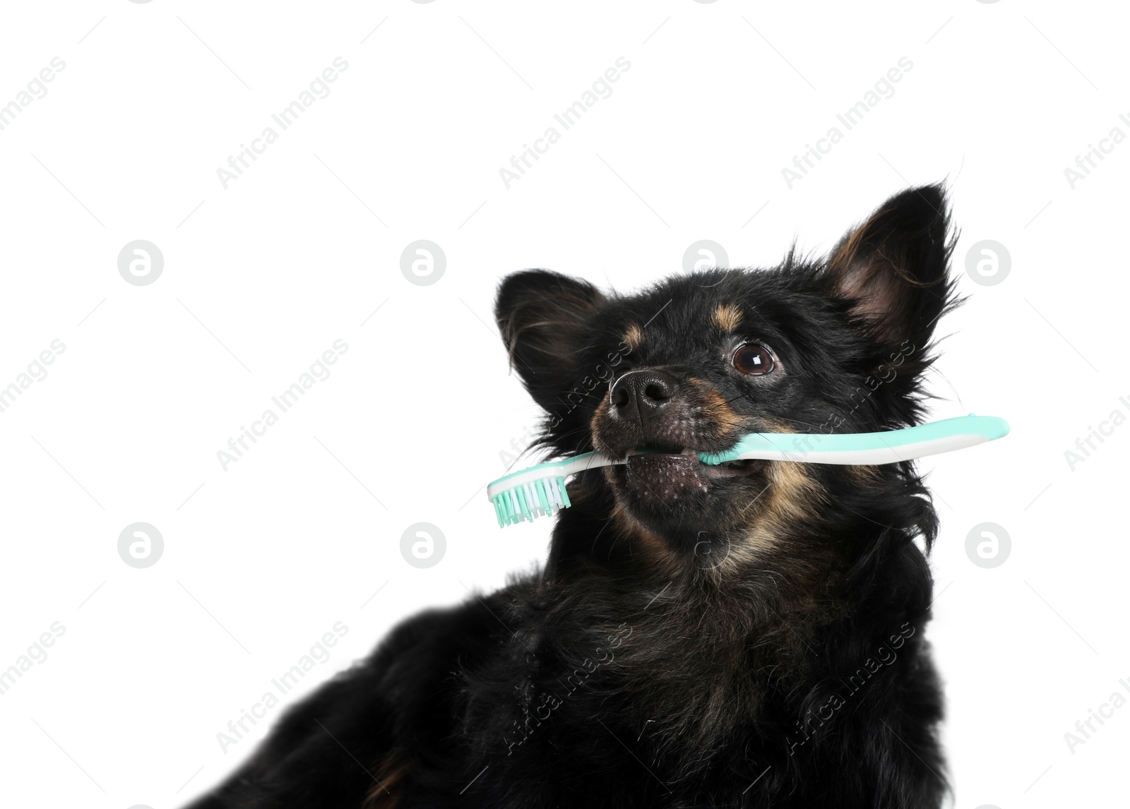 Photo of Cute long haired dog with toothbrush on white background. Pet care