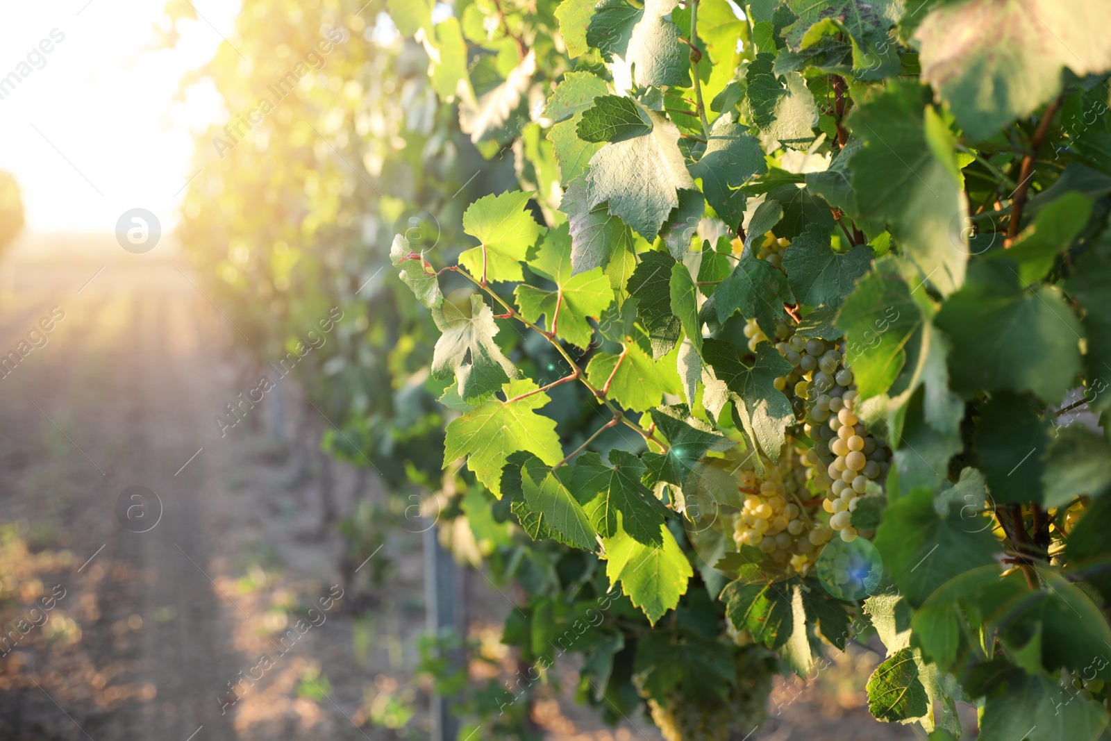 Photo of Bunch of ripe juicy grapes on branch in vineyard. Space for text