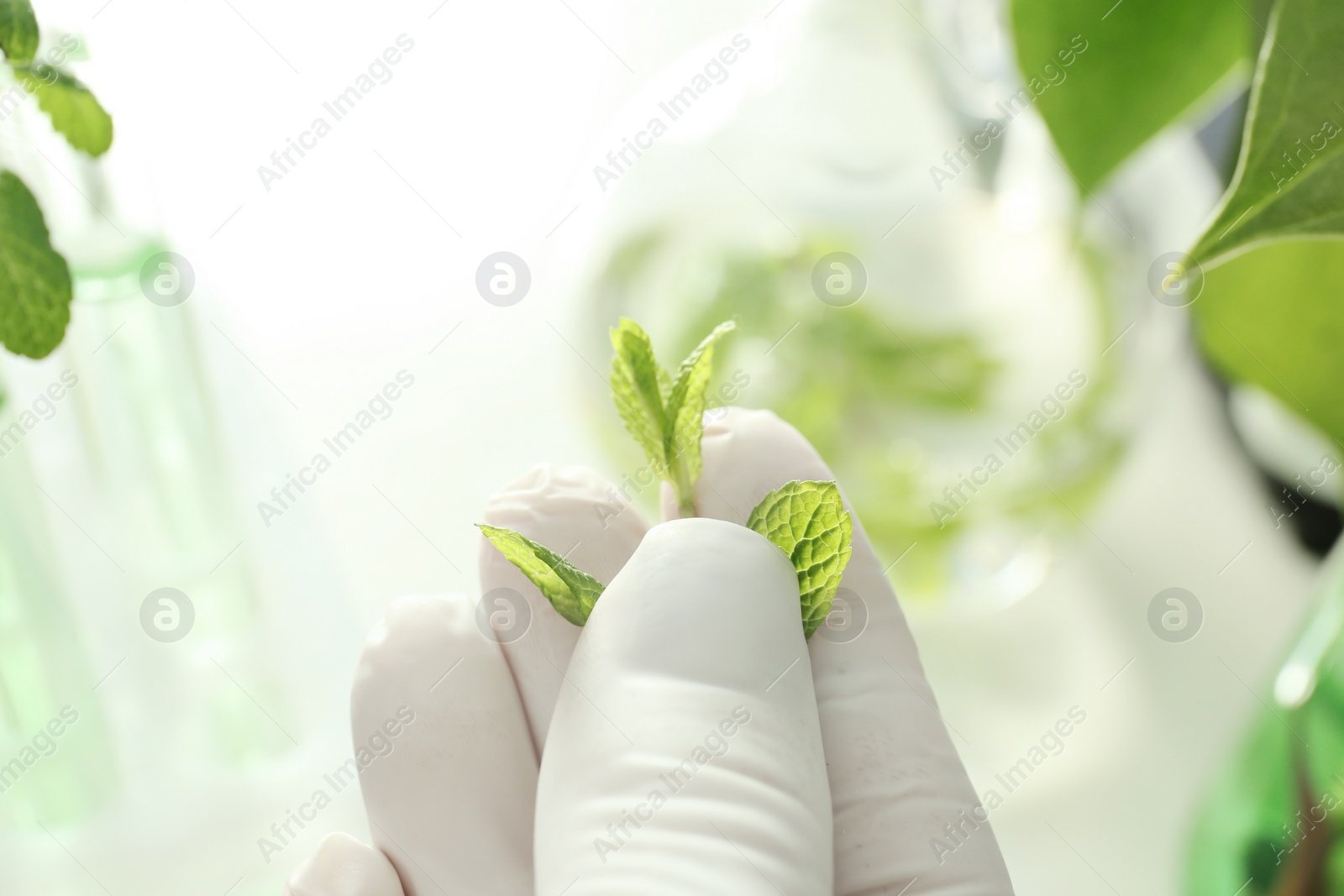 Photo of Lab assistant holding green plant on blurred background, closeup. Biological chemistry