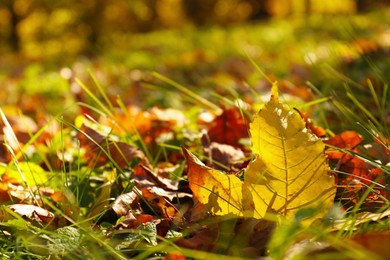 Beautiful fallen leaves among green grass outdoors on sunny day, closeup