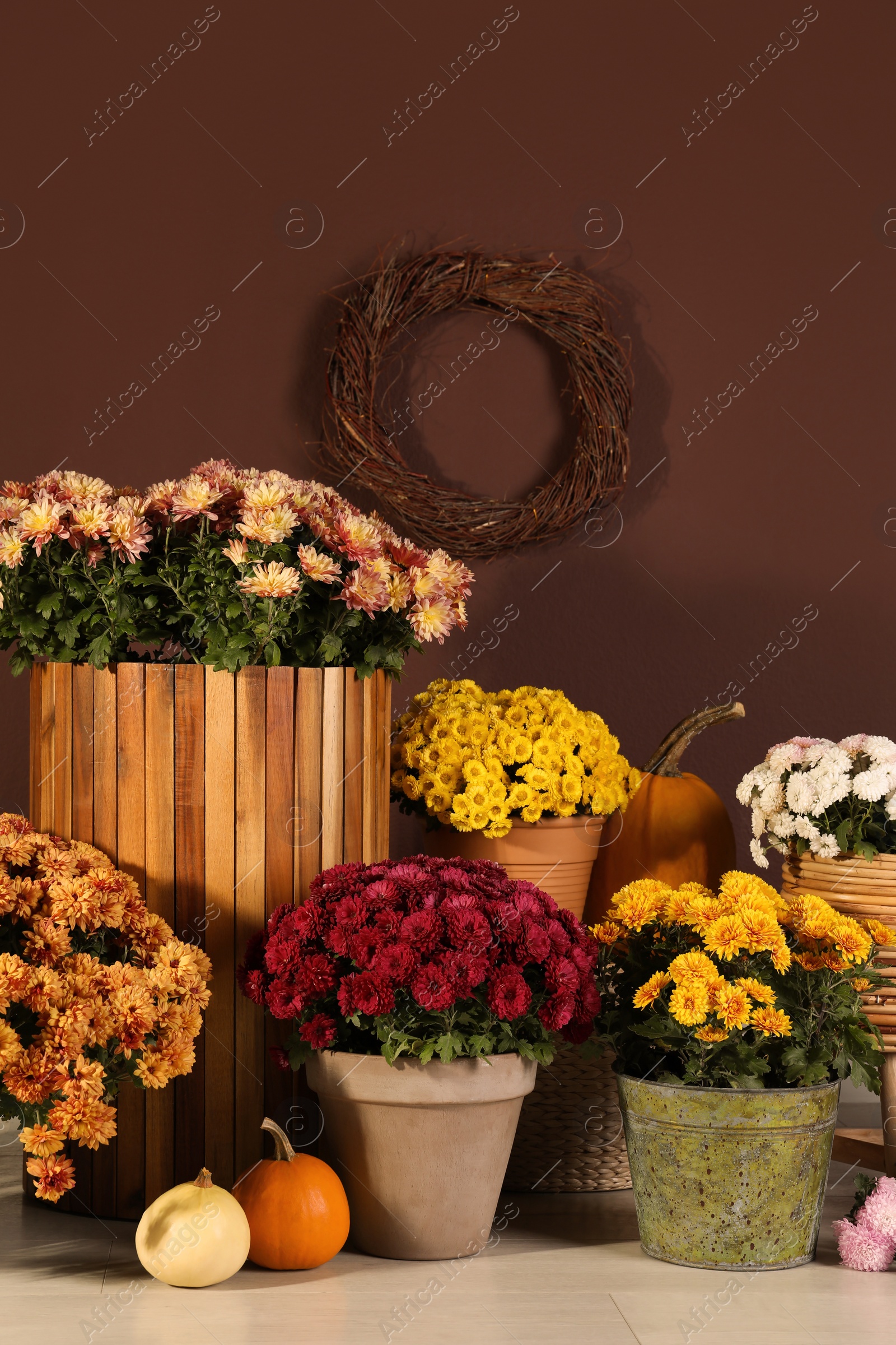 Photo of Beautiful fresh chrysanthemum flowers and pumpkins near brown wall