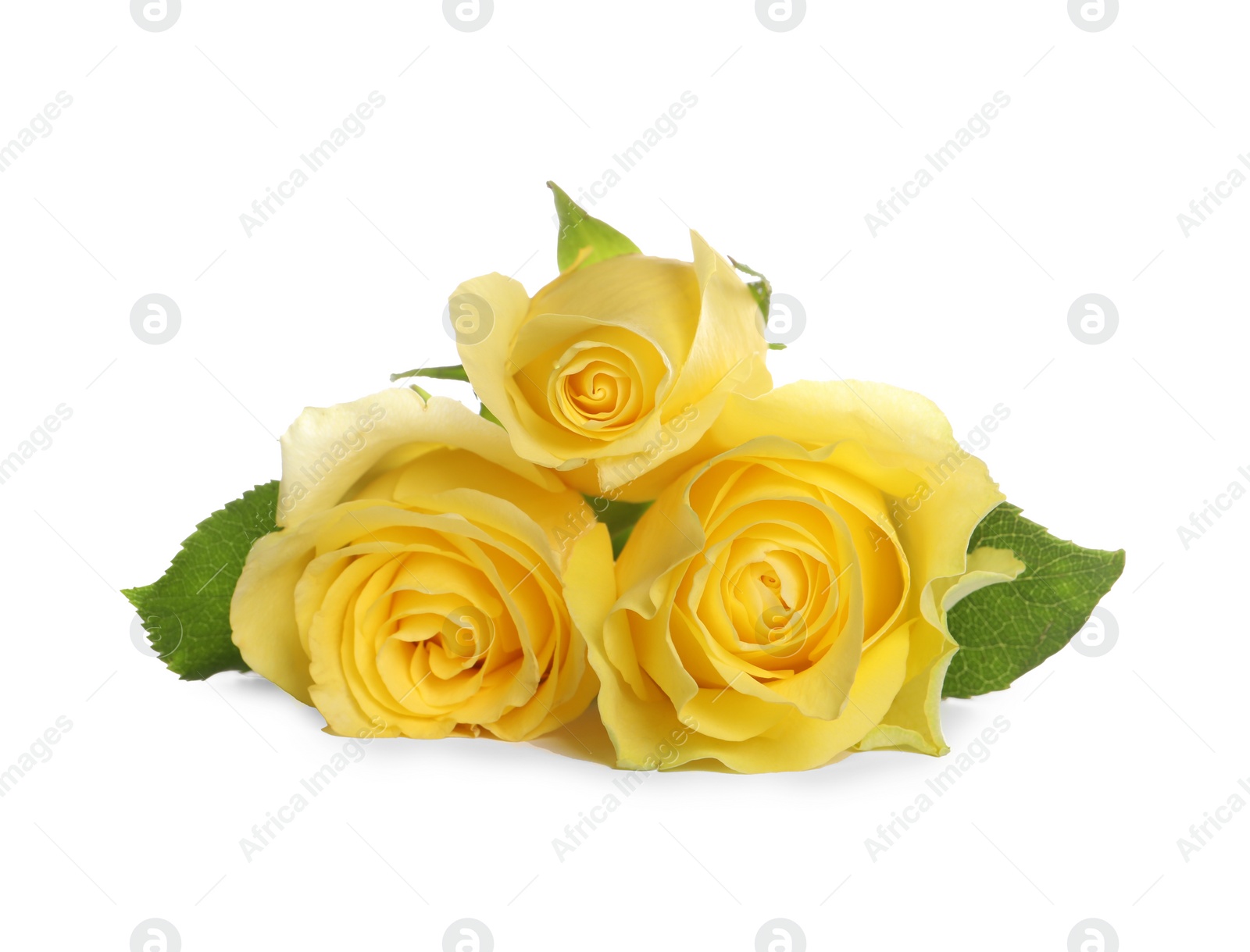 Photo of Beautiful fresh yellow roses with leaves isolated on white