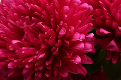Photo of Beautiful pink asters as background, closeup. Autumn flowers