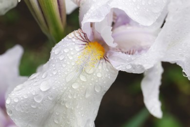 Photo of Beautiful white iris flower with dew drops outdoors, closeup