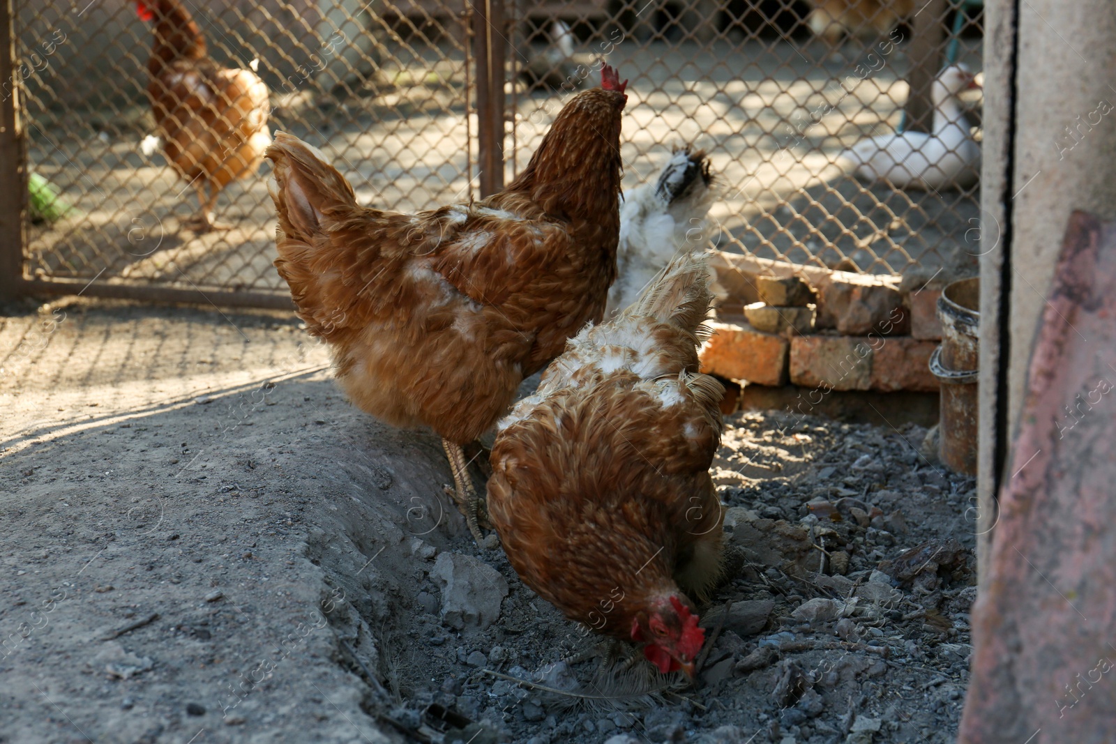 Photo of Two beautiful hens in yard. Domestic animals