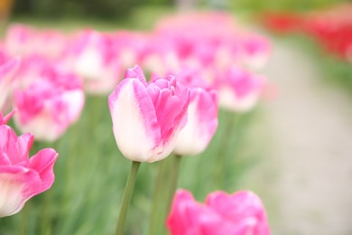 Beautiful pink tulip flowers growing in field, selective focus