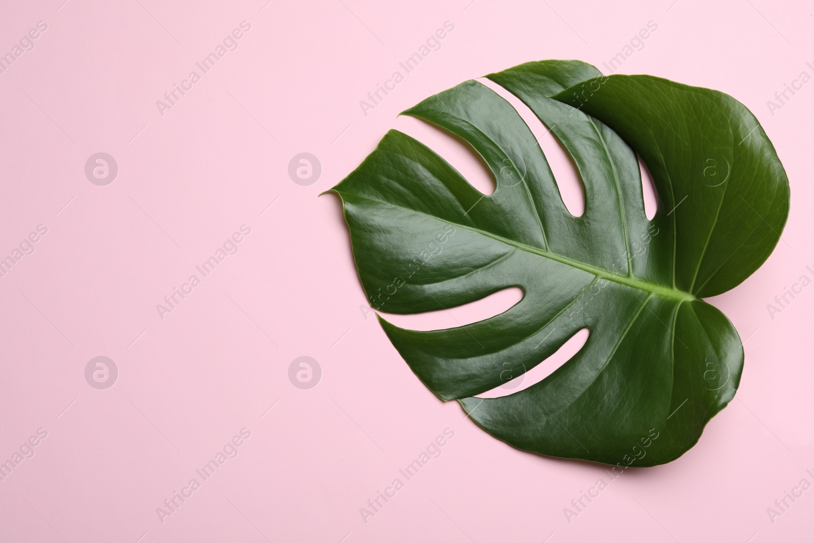 Photo of Leaf of tropical monstera plant on color background, top view with space for text