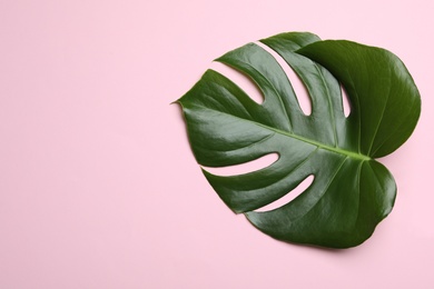 Photo of Leaf of tropical monstera plant on color background, top view with space for text