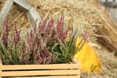 Photo of Beautiful heather flowers in crate and pumpkin on hay outdoors