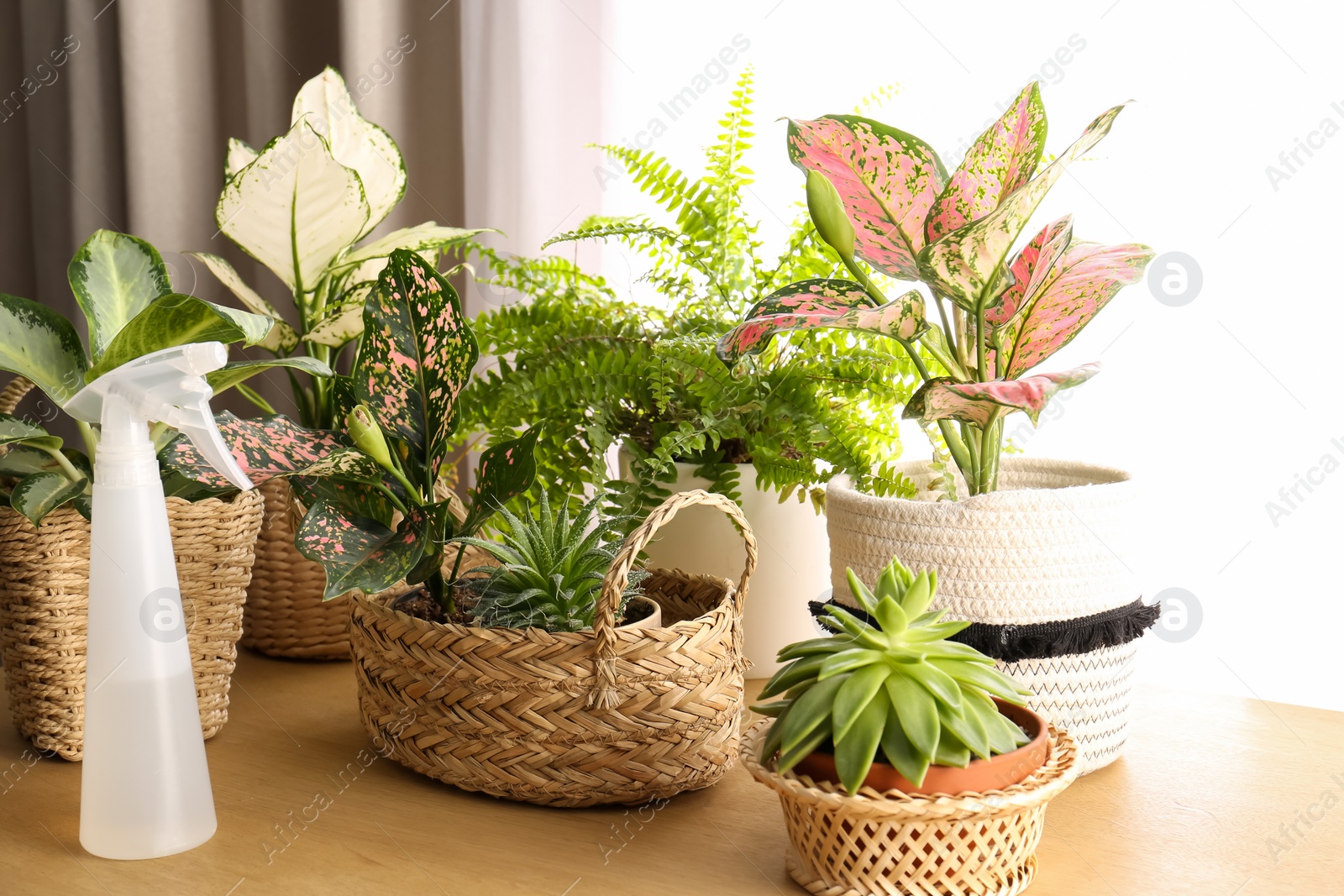 Photo of Beautiful houseplants and spray bottle on wooden table indoors