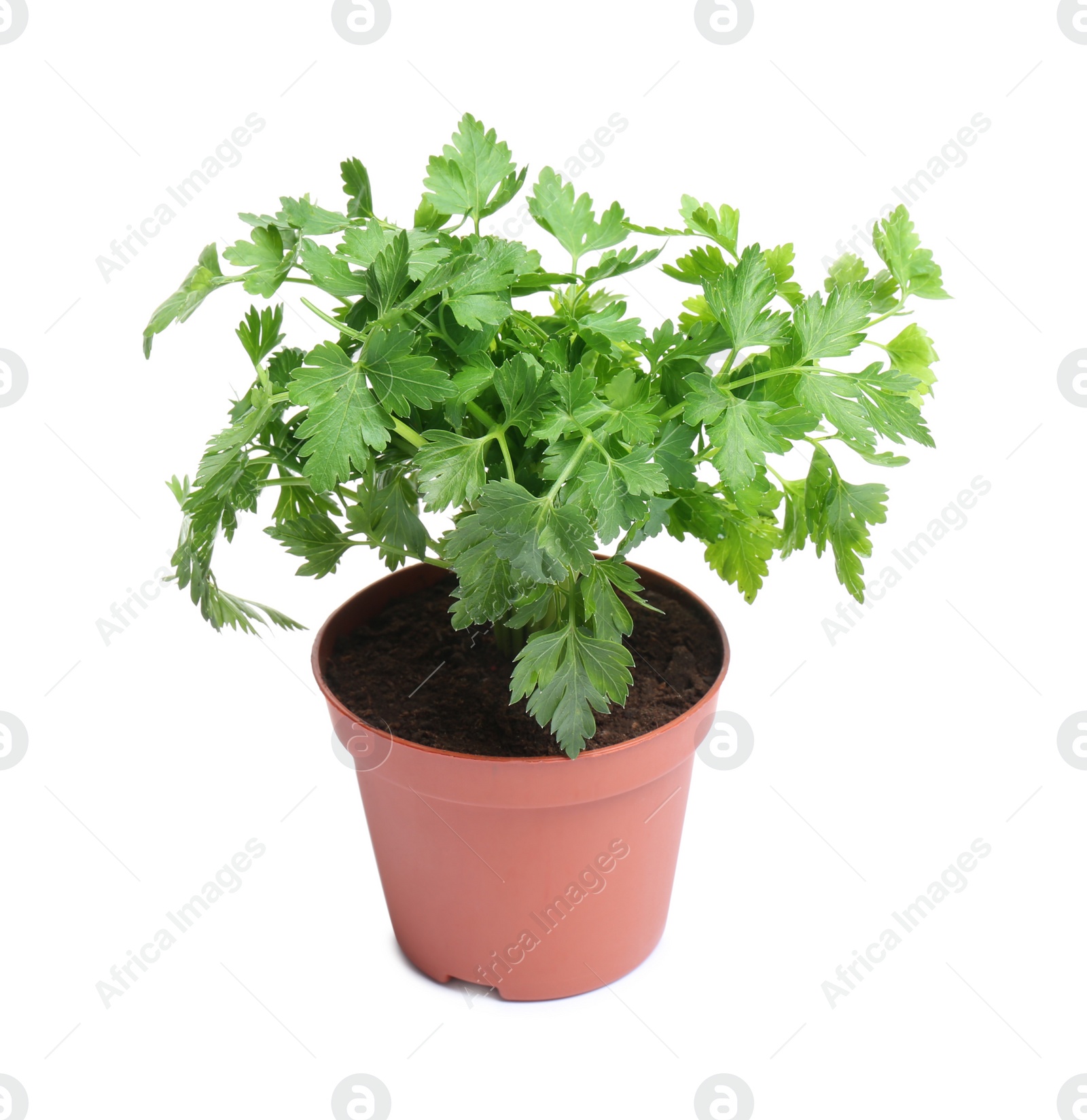 Photo of Fresh green organic parsley in pot on white background