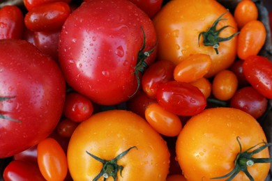 Photo of Different sorts of tomatoes as background, top view