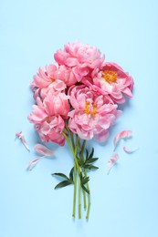 Bunch of beautiful pink peonies and petals on light turquoise background, flat lay
