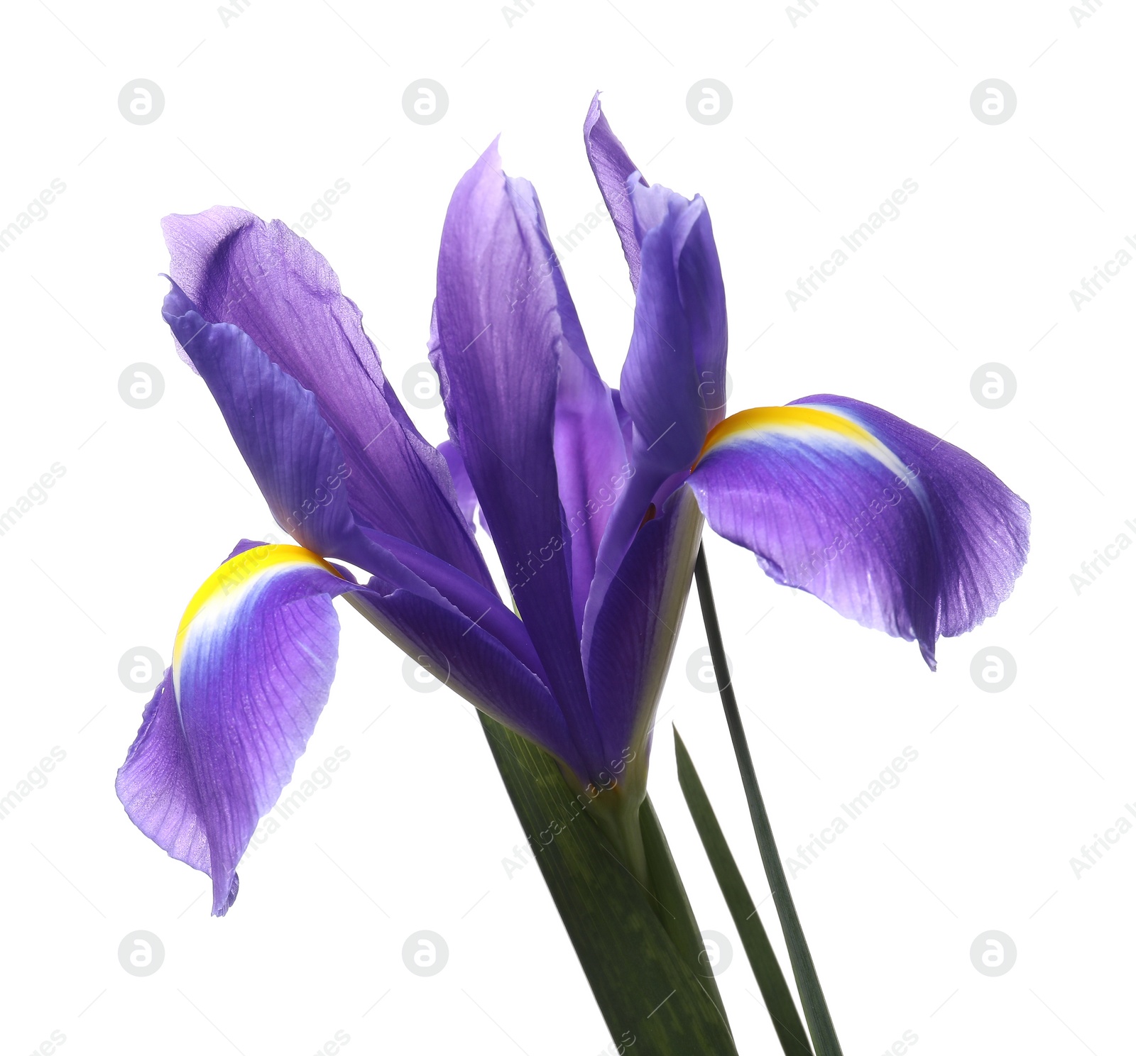 Photo of Beautiful violet iris flower isolated on white