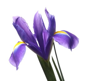 Photo of Beautiful violet iris flower isolated on white