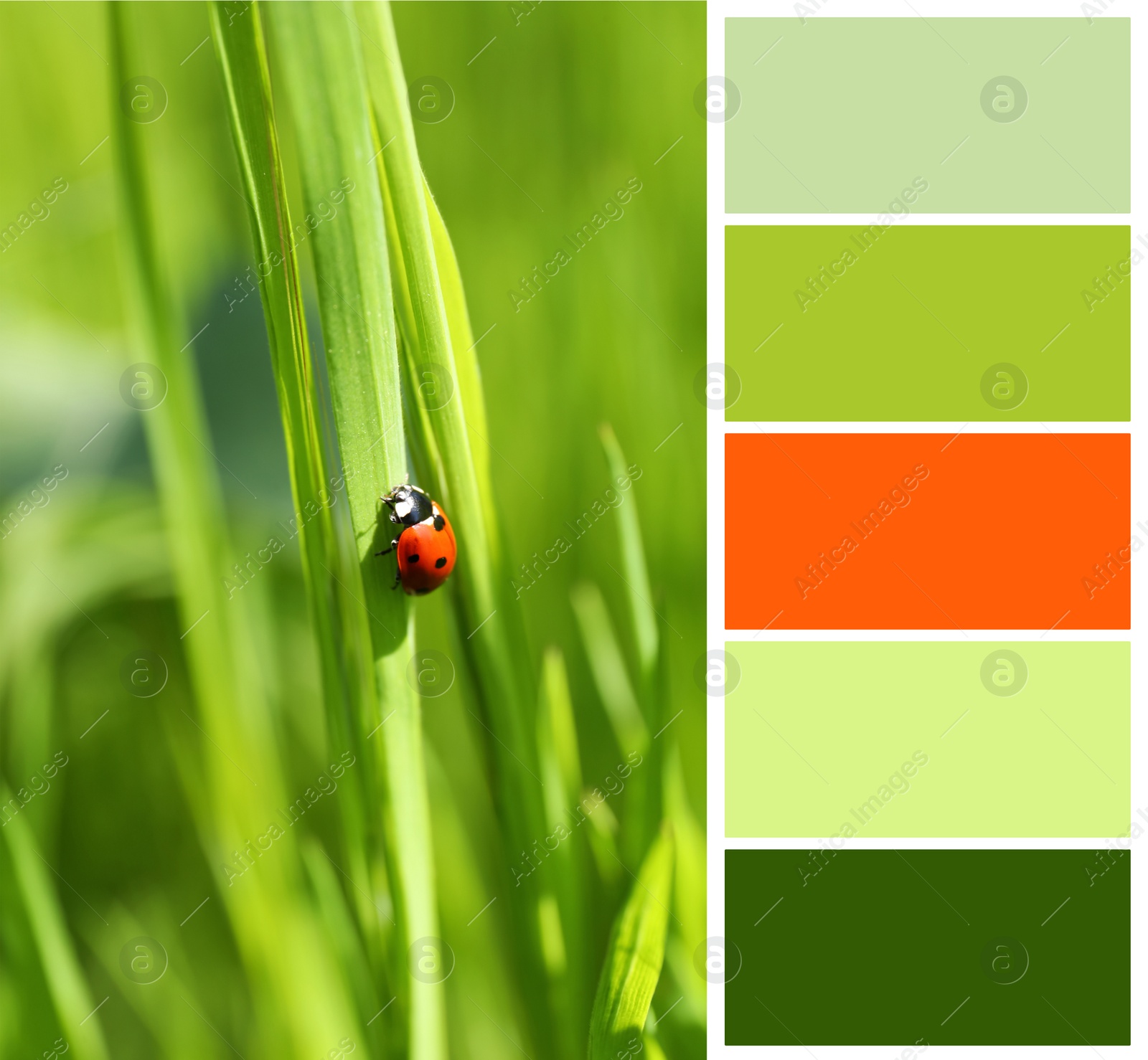 Image of Color palette appropriate to photo of tiny ladybug on green grass outdoors, closeup