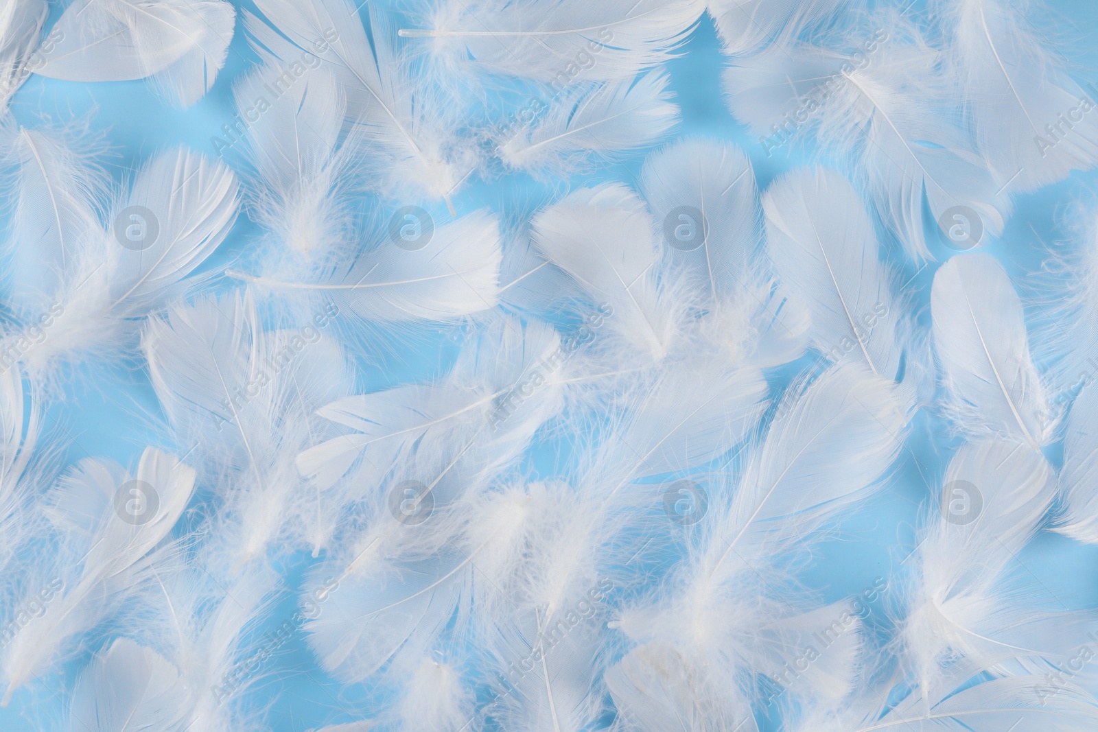 Photo of Fluffy white feathers on light blue background, flat lay